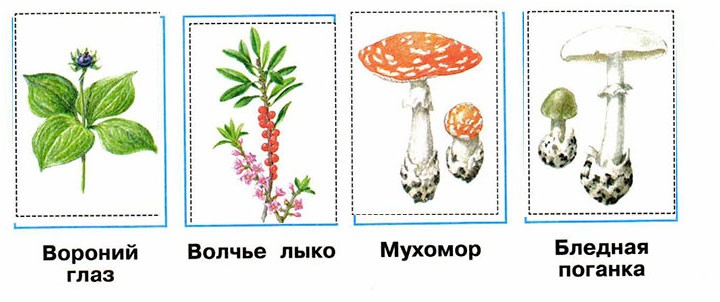 Коварные двойники – шампиньон и бледная поганка — иллюстрация 3